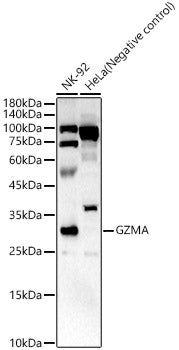 GZMA Rabbit pAb