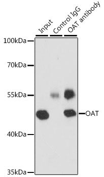 OAT Rabbit pAb