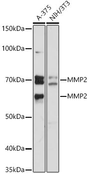 MMP2 Rabbit pAb