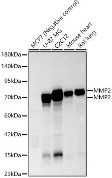 MMP2 Rabbit pAb