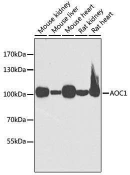 AOC1 Rabbit pAb