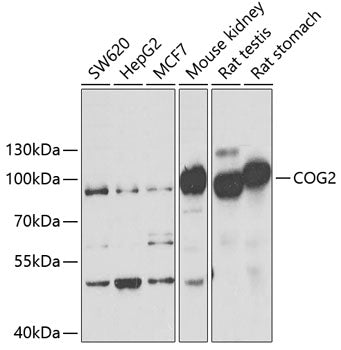 COG2 Rabbit pAb