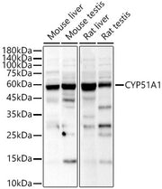 CYP51A1 Rabbit pAb