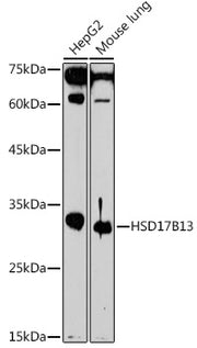 HSD17B13 Rabbit pAb