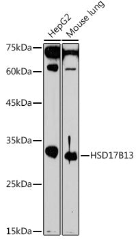 HSD17B13 Rabbit pAb