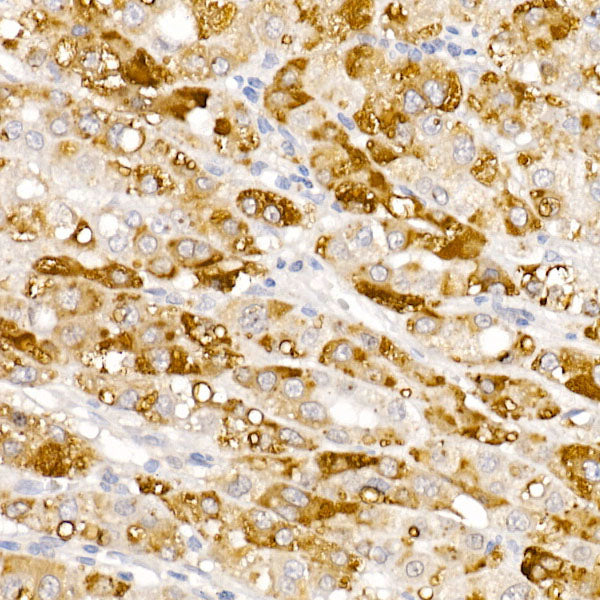HSD17B13 Rabbit pAb