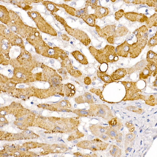 HSD17B13 Rabbit pAb