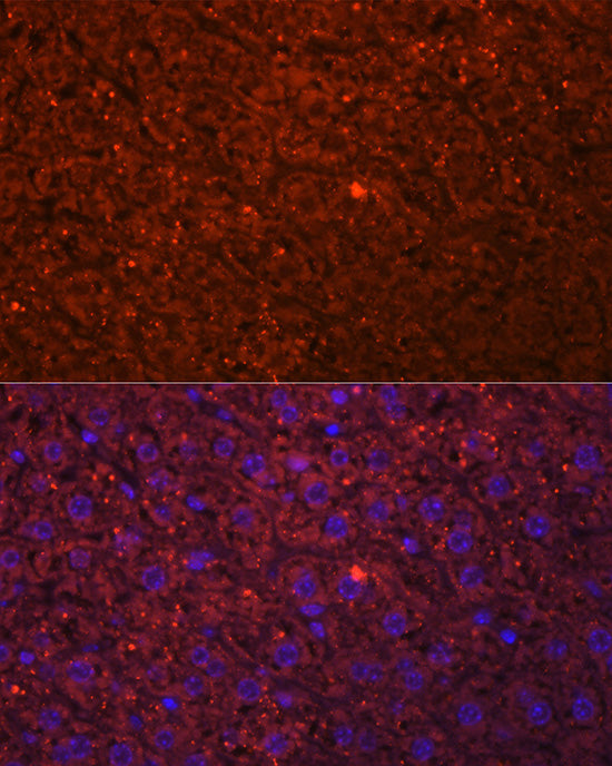 HSD17B13 Rabbit pAb