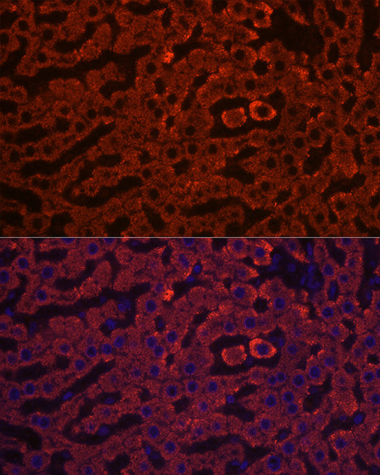 HSD17B13 Rabbit pAb