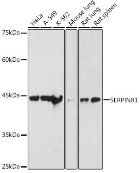 SERPINB1 Rabbit pAb