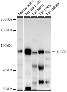 LHCGR Rabbit pAb