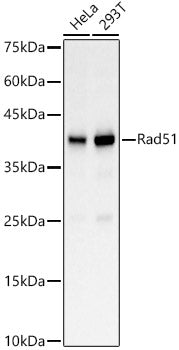 Rad51 Rabbit pAb