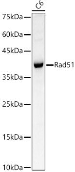 Rad51 Rabbit pAb