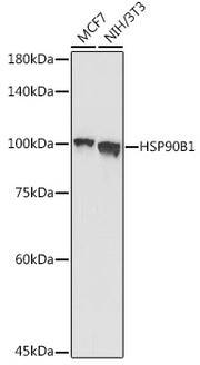 Grp94 Rabbit pAb