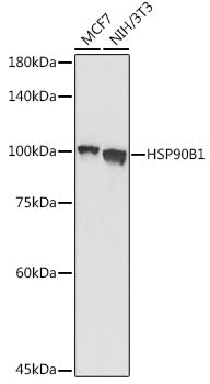 Grp94 Rabbit pAb