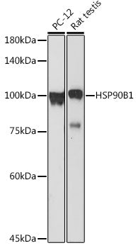 Grp94 Rabbit pAb