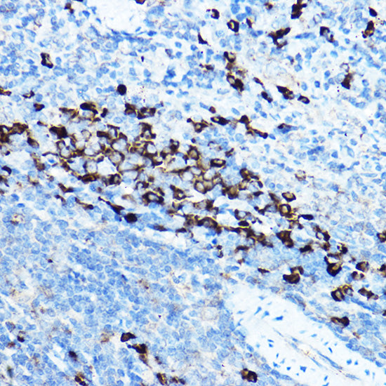 Grp94 Rabbit pAb