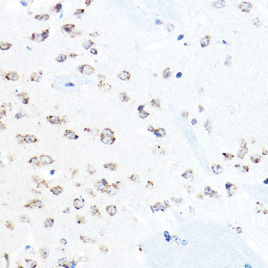 Grp94 Rabbit pAb
