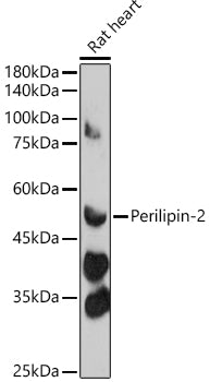 Perilipin-2 Rabbit pAb
