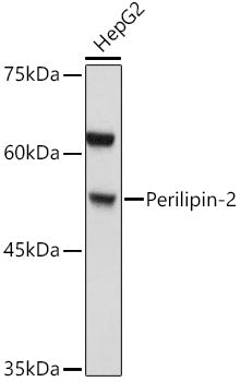 Perilipin-2 Rabbit pAb