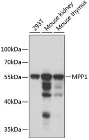 MPP1 Rabbit pAb