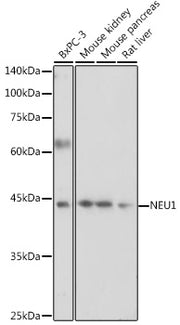 NEU1 Rabbit pAb