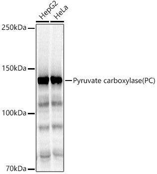 Pyruvate carboxylase (PC) Rabbit pAb