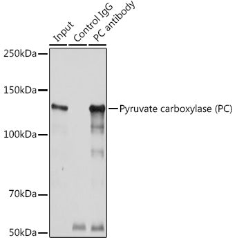 Pyruvate carboxylase (PC) Rabbit pAb