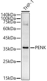 PENK Rabbit pAb