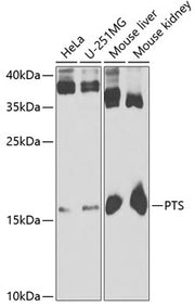 PTS Rabbit pAb