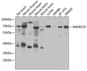SMARCD1 Rabbit pAb