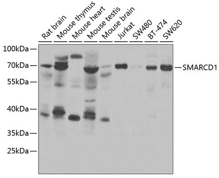 SMARCD1 Rabbit pAb