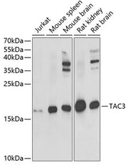 TAC3 Rabbit pAb