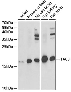 TAC3 Rabbit pAb