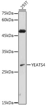 YEATS4 Rabbit pAb
