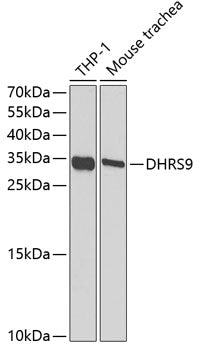 DHRS9 Rabbit pAb
