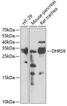 DHRS9 Rabbit pAb