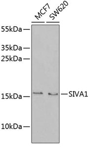 SIVA1 Rabbit pAb