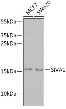 SIVA1 Rabbit pAb