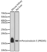 Peroxiredoxin 5 (PRDX5) Rabbit pAb