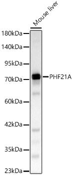 PHF21A Rabbit pAb