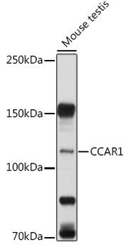 CCAR1 Rabbit pAb
