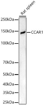 CCAR1 Rabbit pAb