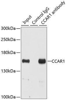 CCAR1 Rabbit pAb