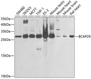 BCAP29 Rabbit pAb