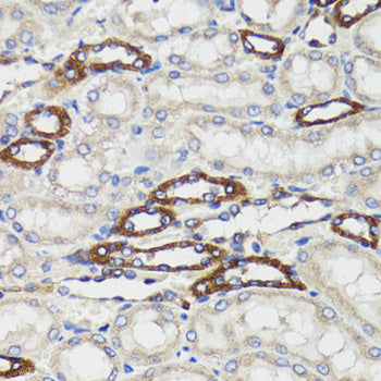 BCAP29 Rabbit pAb