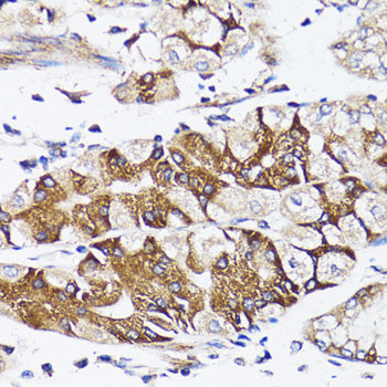 BCAP29 Rabbit pAb