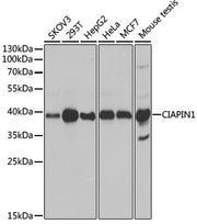 CIAPIN1 Rabbit pAb