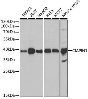 CIAPIN1 Rabbit pAb
