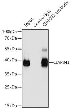 CIAPIN1 Rabbit pAb